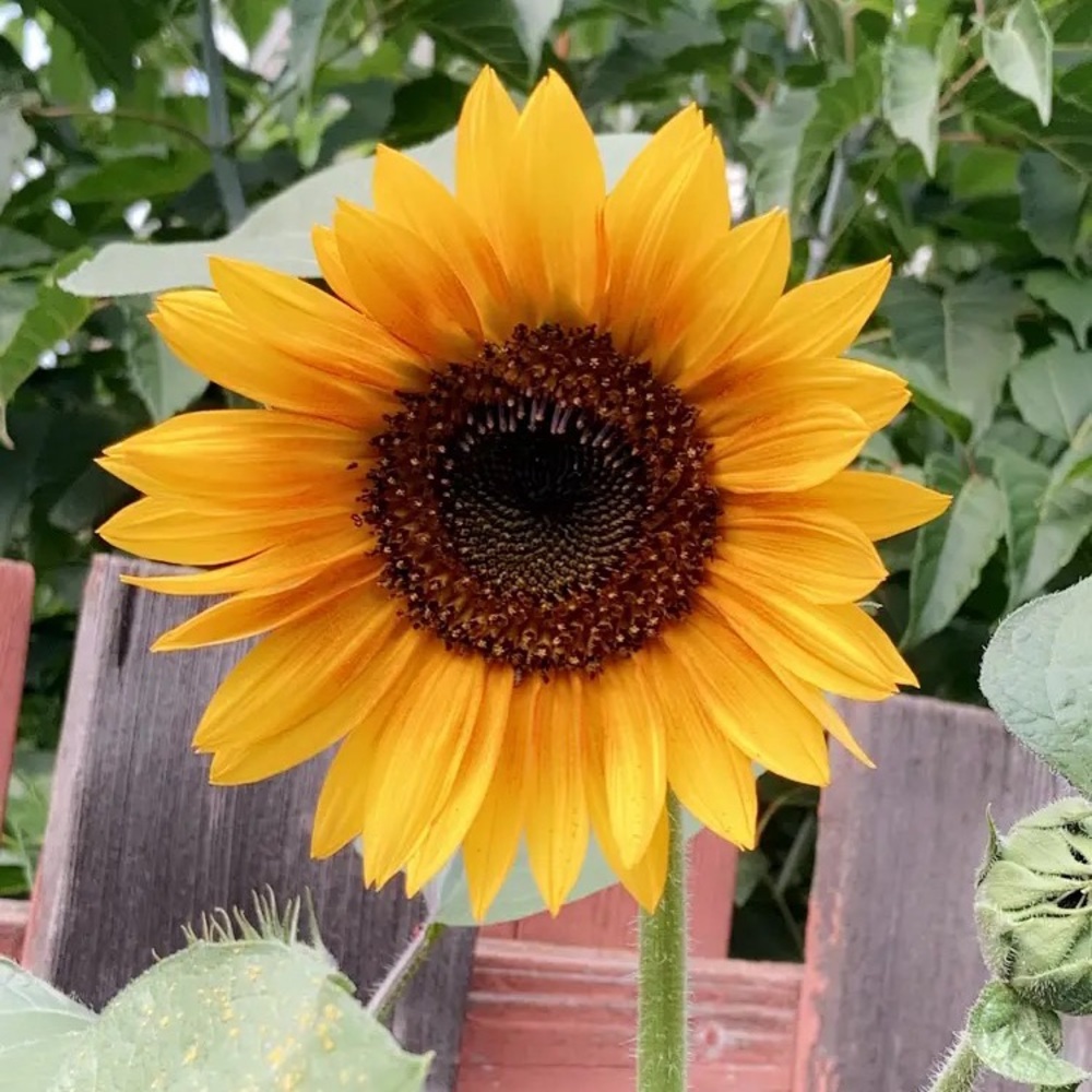 Meet your Posher, Rochel